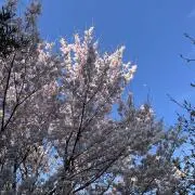 くまの画像