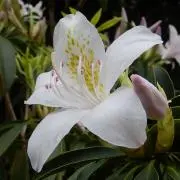 O.Kの画像