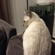 dantoの画像