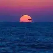 ミーコ♧の画像