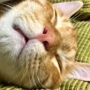 くーちんの画像