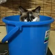 リーオの画像