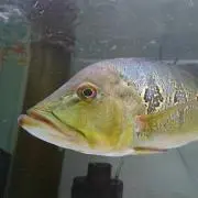 ケズメ