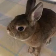 こさっちの画像