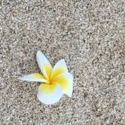 Miyuの画像