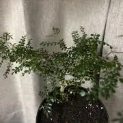 Romuの画像