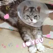 めいぷる