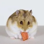 やしこ