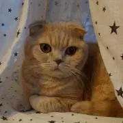 ミルルの画像