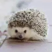 シスコベア☆プロフご一読下さい！