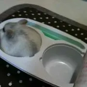 ことことこっとん