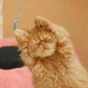 ねこ