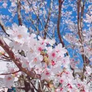 はなみや