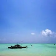 とらの画像