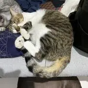 あけぼのの画像