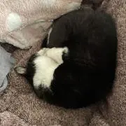 モーちゃんの画像