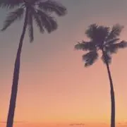 sunsetpalmtreeの画像