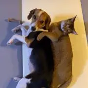 Hu