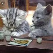 ねこ兄