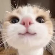 ゆきまろの画像