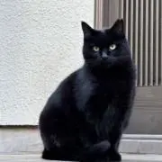 すぎやま