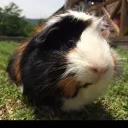 タケモミの画像