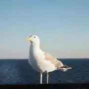 yamachanの画像