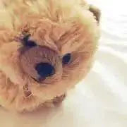 くるとん⭐️の画像