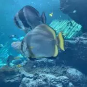 グッピーの画像