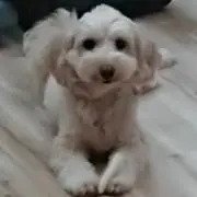 モカビスケットの画像