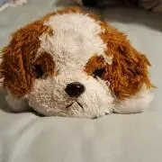 ぺーこの画像