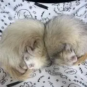 るん