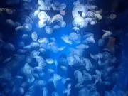 りんごの画像