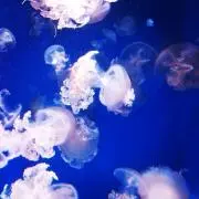 ひなの画像
