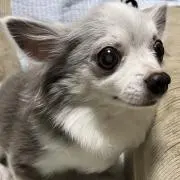 うめの画像