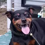 タロパパの画像