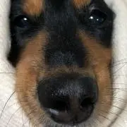 ごまの画像