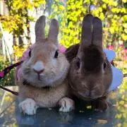 うさぎ♡