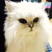 どなぷる
