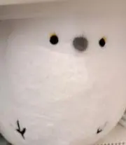 次回発送10/13の画像