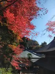 らんの画像
