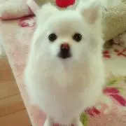 ゆつこ