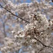 RIAの画像