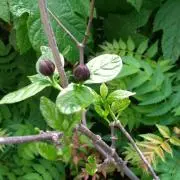 Ggarden