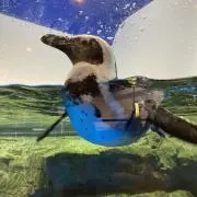 Sの画像