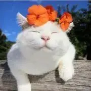 YYの画像