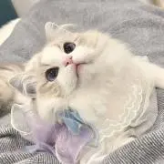 nの画像