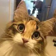 ひめママの画像