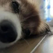 【プロフ必読】みんみんぜみの画像