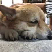 ミヤミヤ